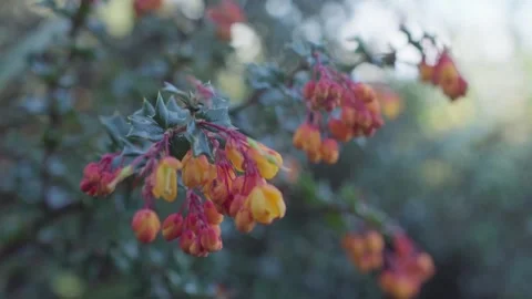 Vibrant Orange Flowers in Soft Light Stock Footage 303429460