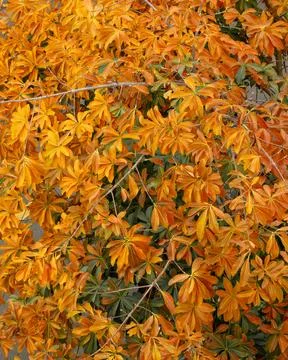 Vibrant Orange Foliage Texture Background 写真素材