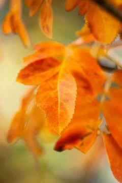 Vibrant Orange Leaf Closeup Foto stock