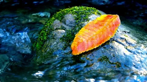 Vibrant Orange Leaf on Mossy Rock Near Water Stock Footage 309546561