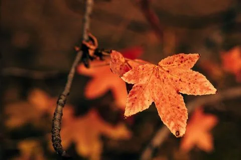 Vibrant orange maple leaf on a bare branch against a softly blurred autumn .. Stock Photos
