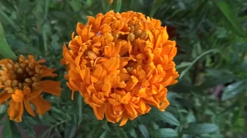 Vibrant Orange Marigold Bloom. Stock Footage 311031688