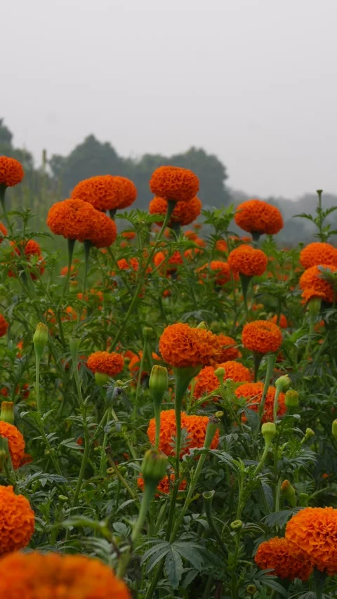 Vibrant Orange Marigold Flowers Stock Footage 333908271