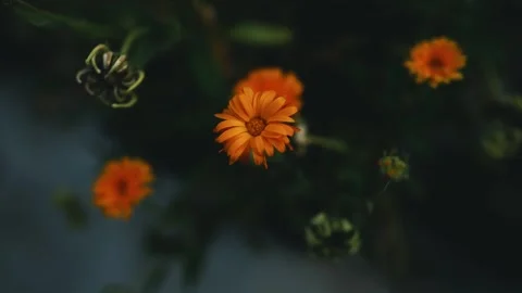 Vibrant Orange Marigold in Focus, Close-up of vibrant orange marigold flowe.. Stock Footage 304961375
