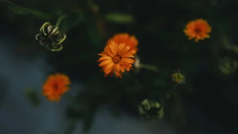 Vibrant Orange Marigold in Focus, Close-up of vibrant orange marigold flowe.. Видео 304961388