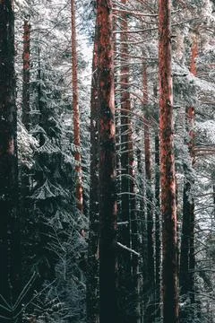 Vibrant orange pine trees crust and early winter snow. Stock Photos