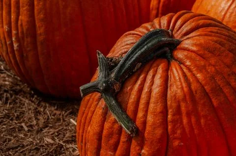 A Vibrant Orange Pumpkin on the Ground with a Stem Splitting in all Directions Stock Photos