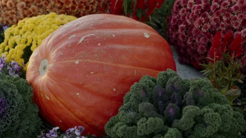 Vibrant Orange Pumpkin Surrounded by Beautiful Autumn Flowers in Scenic Setting Vídeo Stock 314264682