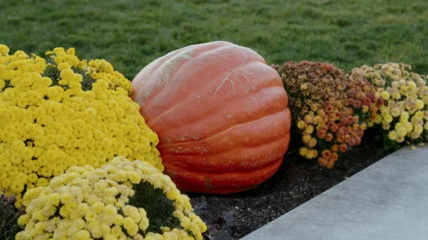 Vibrant Orange Pumpkin Surrounded by Beautiful Autumn Flowers in Scenic Setting Stock Footage 314264755