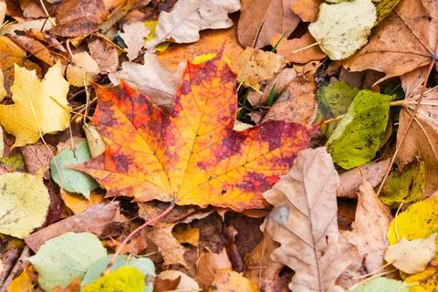 A vibrant orange-red maple leaf lies on a carpet of colorful fallen autumn .. Stock Photos