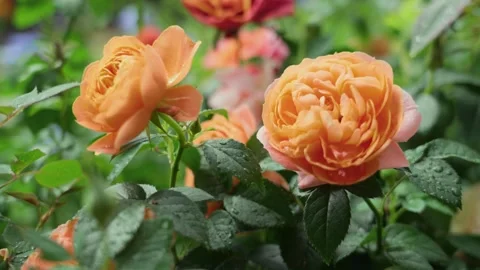 Vibrant Orange Rose in Full Bloom Against a Soft Natural Background Stock Footage 341913676