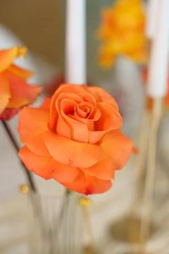 A vibrant orange rose placed on a table. The background includes candles and  Foto stock