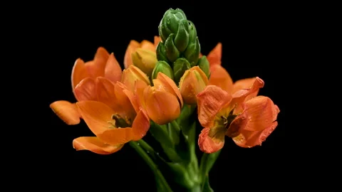 Vibrant Orange Star of Bethlehem Flowers Isolated on Black Background Stock Footage 328623131