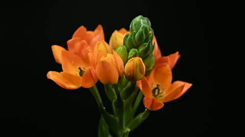 Vibrant Orange Star of Bethlehem Flowers Isolated on Black Background Stock Footage 328904095