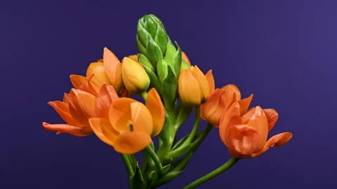 Vibrant Orange Star of Bethlehem Flowers on deep blue Background Stock Footage 328904097
