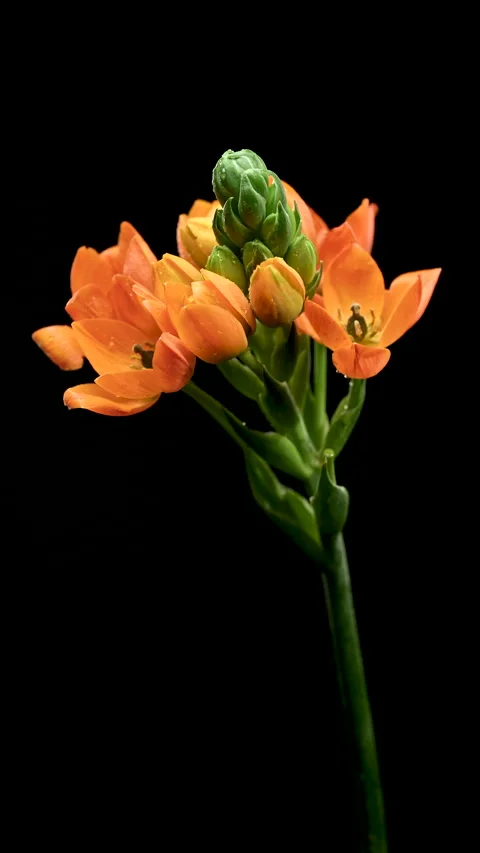 Vibrant Orange Star of Bethlehem Flowers Isolated on Black Background Stock Footage 328966751