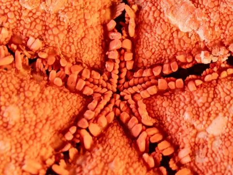 Vibrant orange starfish with textured, bumpy surface Stock Photos