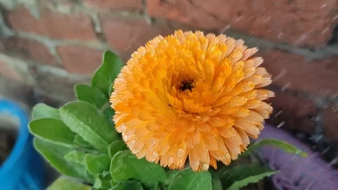 Vibrant Orange Starflower Close-Up 库存影片 338234171