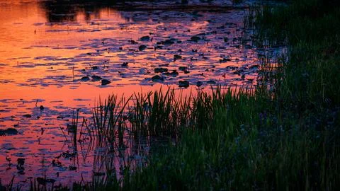 Vibrant orange sunset reflection on a calm river with water lilies near a d.. Stock Photos