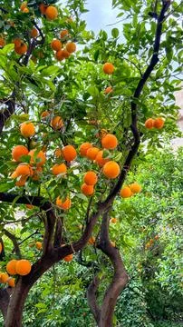 Vibrant Orange Tree in Bloom Stock Photos