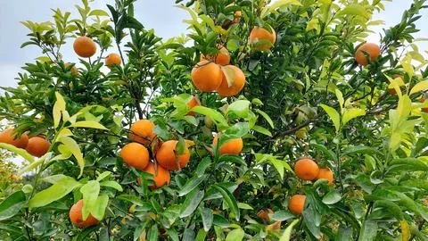 Vibrant Orange Tree Bountiful Fruit Lush Foliage Stock Photos