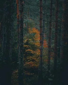 Vibrant orange tree in a dark pine forest. Stock Photos