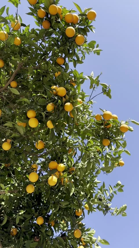 A vibrant orange tree laden with ripe oranges against a clear blue sky. The tree Stock Footage 314064102
