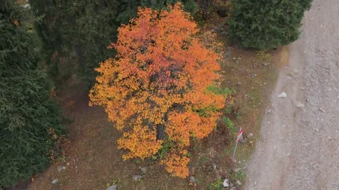 Vibrant orange tree surrounded by lush greenery and gravel path in autumn Stock-Footage 316876033