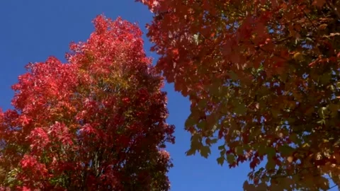 Vibrant Orange Trees and Water Surface Art Stock Footage 346196410