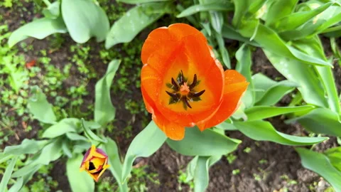 Vibrant Orange Tulip in Full Bloom with Detailed Stamen View Video stock 307135865