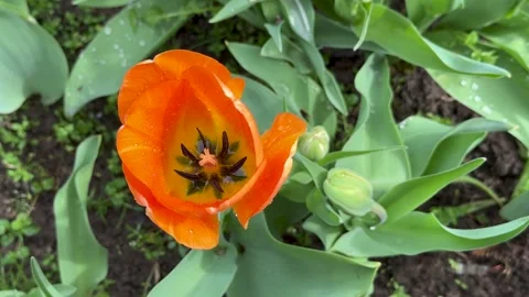 Vibrant Orange Tulip in Full Bloom Stock Footage 309857699