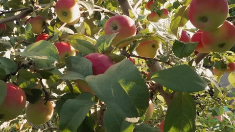 Vibrant orchard view. Closeup of lush apple leaves. Richly textured apple tree Stock Footage 345177733