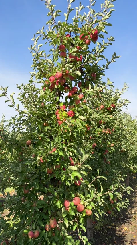 Vibrant Organic Apple Tree Laden with Ripe, Crimson Fruits in a Sunny Commercial Stock Footage 319292549