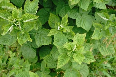 A vibrant overhead full-frame view of lush green raspberry plant foliage 库存照片