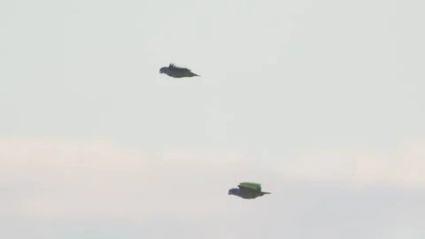 A vibrant pair of Blue headed Parrots glides through the sky over Peru’s Stock Footage 307503689