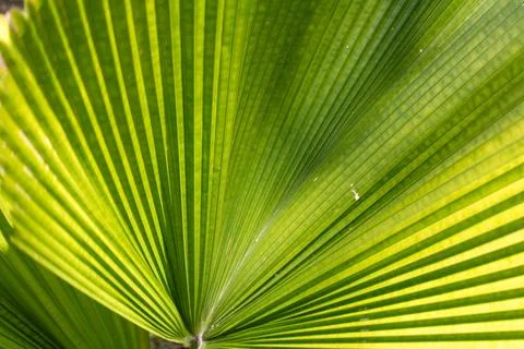 Vibrant Palm Leaf Close-Up. Stock Photos