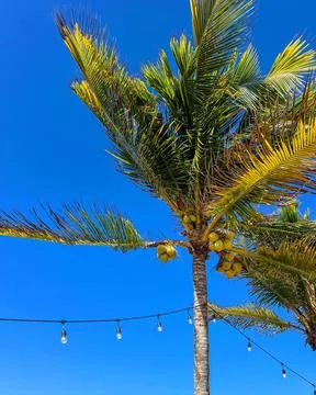 Vibrant palm tree with light strings attached to it in Rincon, Puerto Rico Stock Photos
