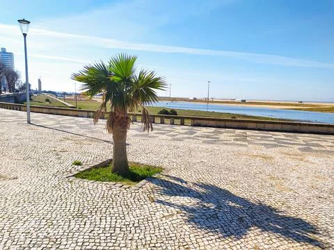 Vibrant palm tree on a traditional patterned stone promenade by the blue coas Stock Photos