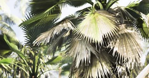 Vibrant palm trees basking in sunlight in a tropical paradise landscape Stock Illustration