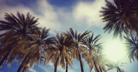 Vibrant palm trees sway under a bright sky showcasing natures beauty Stock Illustration