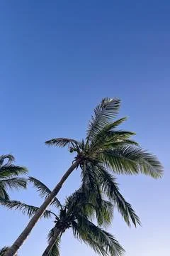 Vibrant palm trees under clear blue sky in tropical paradise setting Stock Photos