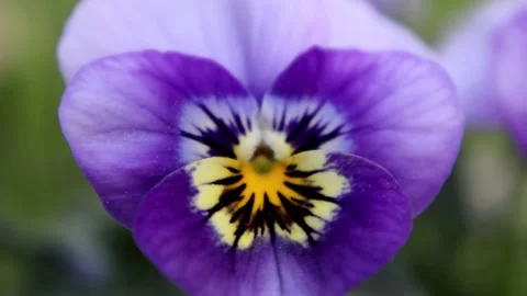 Vibrant Pansy in Bloom Stock Footage 274326777