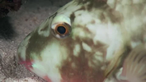 A vibrant parrot fish resting at night on a Red Sea reef Stock Footage 282235022