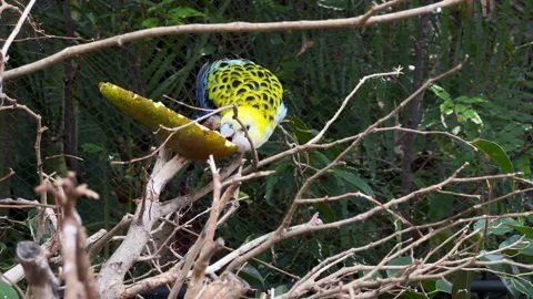 A vibrant parrot perched on a branch amidst a lush and thriving natural Stock-Footage 317074441