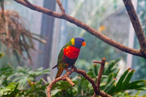 Vibrant Parrot Perched on a Branch Stock Photos
