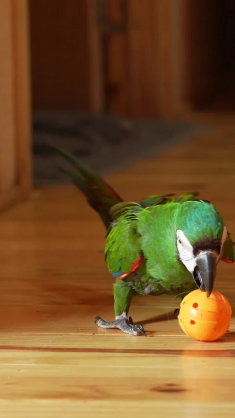 Vibrant Parrot Playing Indoors - Vertical Video for Social Media Video stock 311448337