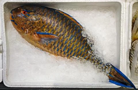 Vibrant parrotfish on ice inside in open container Fotos de archivo