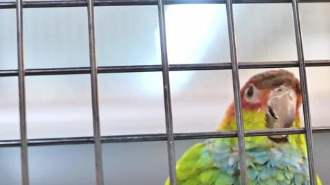 Vibrant parrots behind cage bars looking out curiously in captivity setting 스톡 동영상 303887659