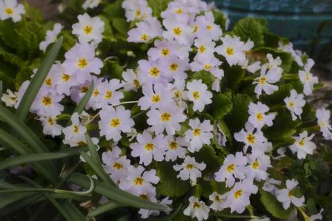 A vibrant patch of blooming light purple primroses with bright yellow centers Stock Photos