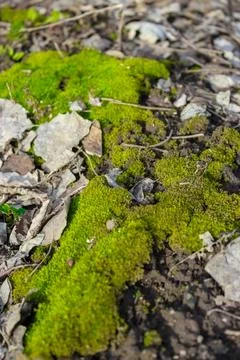 A vibrant patch of bright green moss thrives amidst scattered, dry brown leav Stock Photos